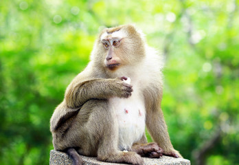 old monkey sitting on fence on green bokeh background