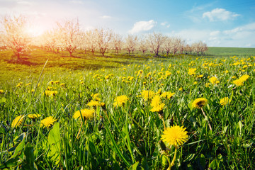 field of yellow dandelions
