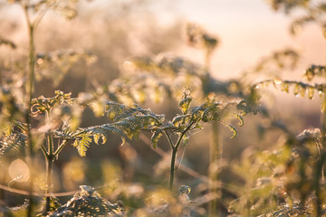 growing fern in sunrise sunlight