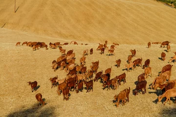 Fototapeten Ziegen in der Landschaft © Peter Laarakker