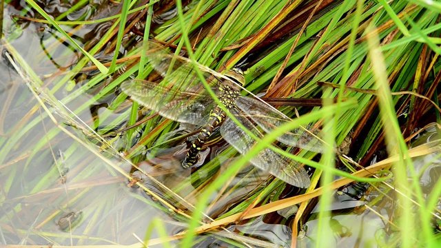 Dragonfly spawns (1)