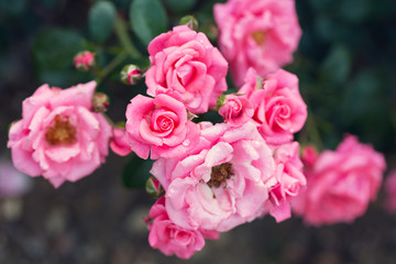 blossoming bush with pink roses close up