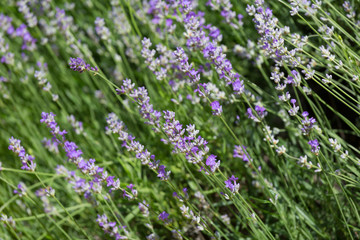Blossoming lavender in the field in summer day