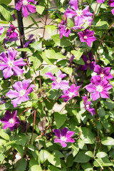 violet flowers of a klematis lit with the bright summer sun