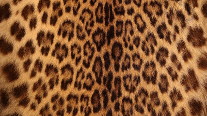 Real tiger fur