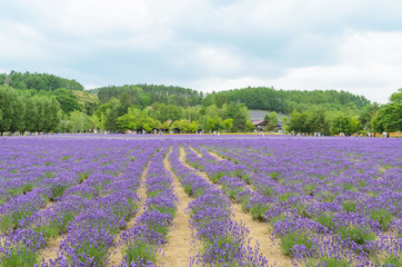 Lavender field and blue sky at furano hokkaido