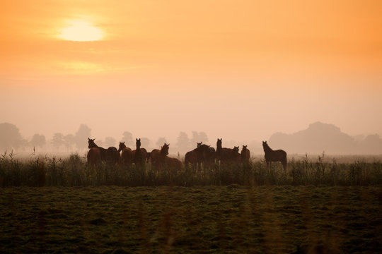 few horse silhouettes on pasture at sunrise