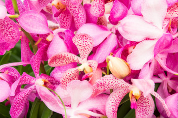 Obraz na płótnie Canvas clode up pink orchid background