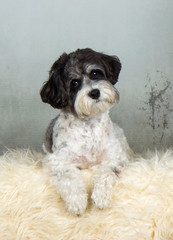 bolonka zwetna havaneser