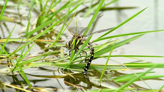 Dragonfly spawns (3)