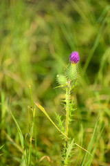Distel