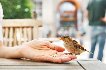 House sparrow ( Passer domesticus) at table, Vienna