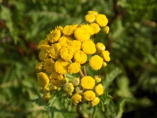 Yellow flowers on plant