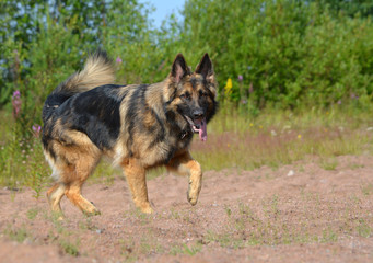 German shepherd stepping in sunshine