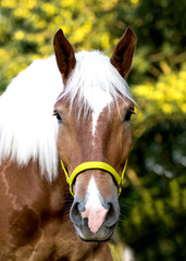 Braunes Kaltblut Pferd im Portrait