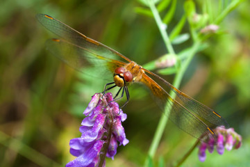 Dragonfly sitting on a flower 