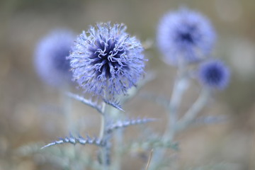 distel in zuid Frankrijk