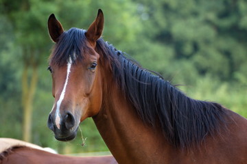 Obraz premium Pferd