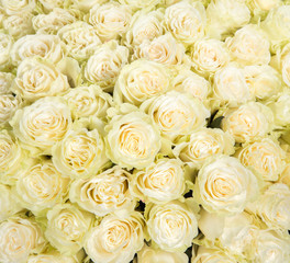 Obraz na płótnie Canvas Many white roses as a floral background