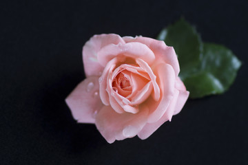 Fototapeta premium roses on a black background