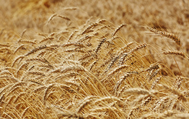Wheat