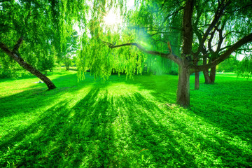 Fototapeta na wymiar Green summer park. Sun shining through trees, leaves