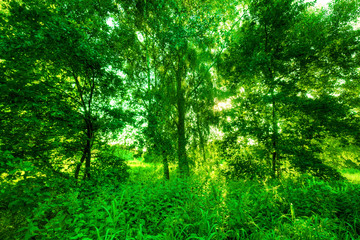 Fototapeta na wymiar Green summer park. Sun shining through trees, leaves