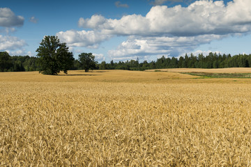 Lonely oak tree among field with ripening wheat