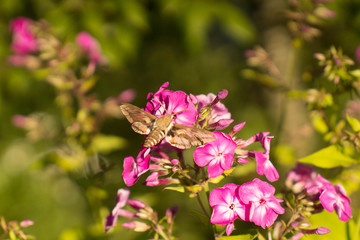 butterfly collects nectar