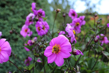 Pink Flower with bee  collecting nectar