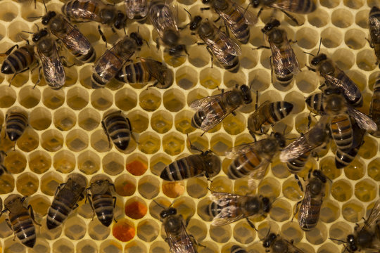 Bees convert nectar into honey