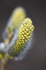 buds of willow macro