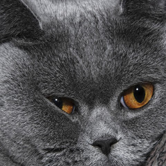cute muzzle of gray British cat