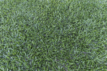 Greensward background.