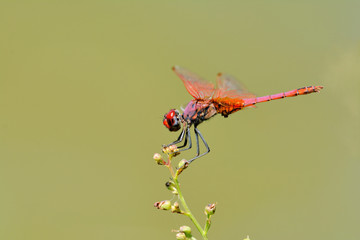 Trithemis annulata