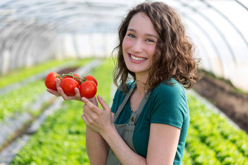 Young attractive farmer harvesting tomatoes