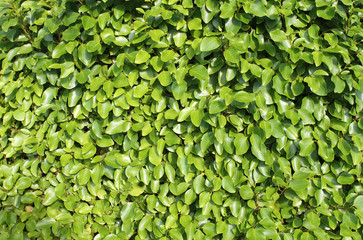 Green leaves background