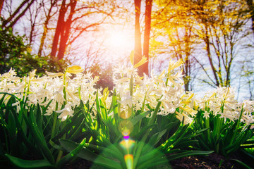 Fototapeta premium white hyacinths in the garden.