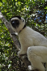 Un Lémurien appelé Sifaka, trouvé dans le parc national malgache Isalo. Ce parc naturel se trouve dans le sud de Madagascar, sur la RN7. 