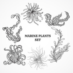 Collection of marine plants, leaves and seaweed. Vintage set of black and white hand drawn marine flora. Isolated vector illustration in line art style.Design for summer beach, decorations.