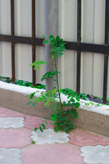 plant on the sidewalk