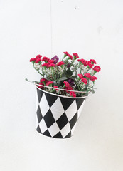 pot flower on white wall