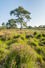 Nature area with pink flowering heather and trees