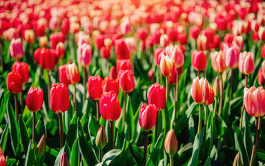 red tulips