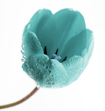 Fototapeta turquoise tulip