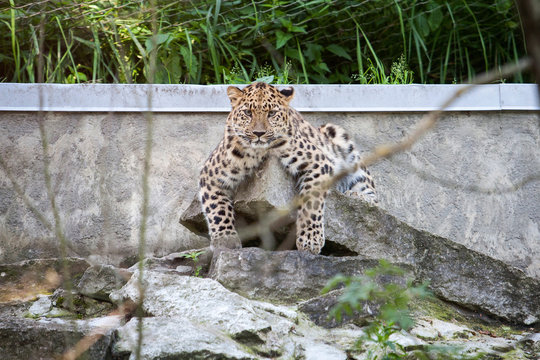 Wild cat. Amur leopard in open-air cage