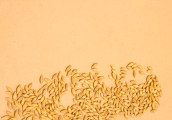 barley grain background