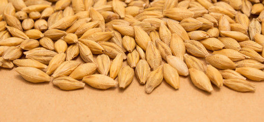barley grain background