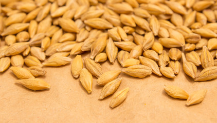 barley grain background