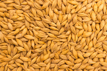 barley grain background